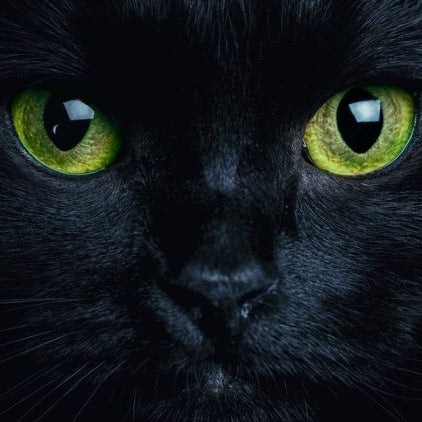 Dark as a Black Cat