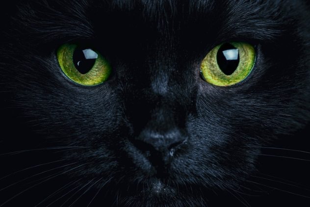 Dark as a Black Cat