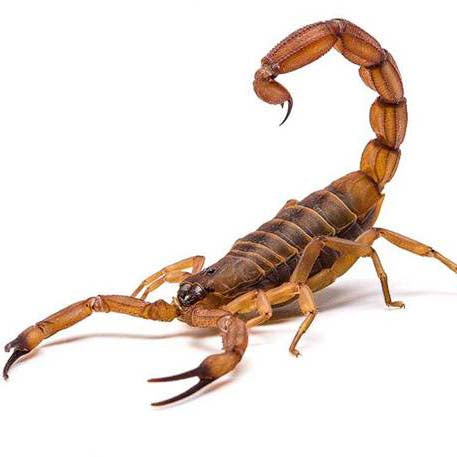 Scorpion In Your Tent